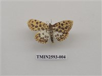 藏品(尺蛾106)的圖片